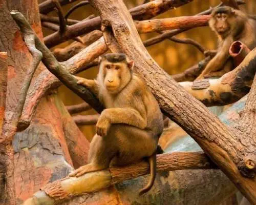 Transfer to Prague Zoo with audio guide