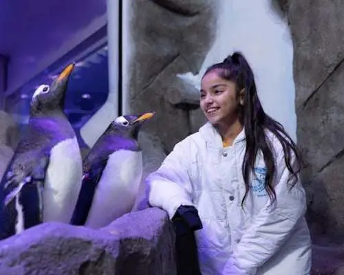 杜拜水族館和水下動物園銀卡