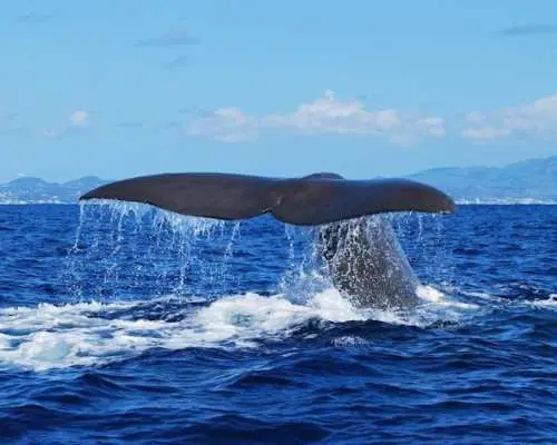 ラジェス・ド・ピコ発イルカ・クジラウォッチングツアー