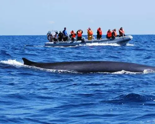 ラジェス・ド・ピコ発イルカ・クジラウォッチングツアー