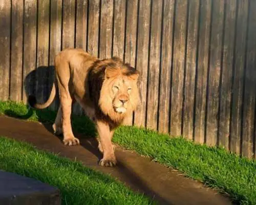 Prague Zoo ticket with online audio guide