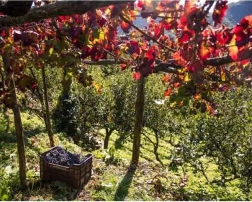 Tramonti wine tasting at Apicella winery