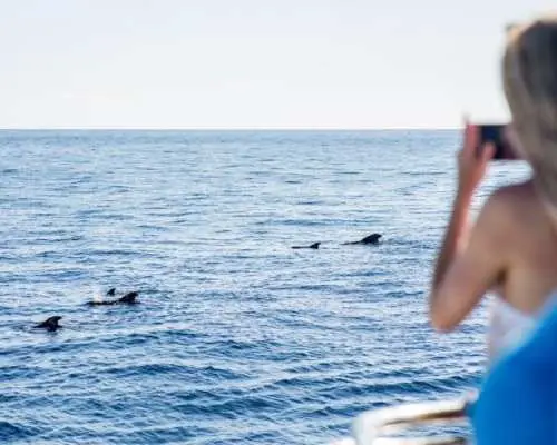 Two-hour Royal Delfín Whale & Dolphin Watching Cruise