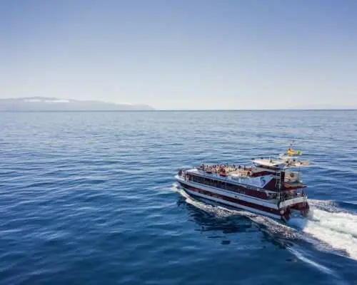 Two-hour Royal Delfín Whale & Dolphin Watching Cruise