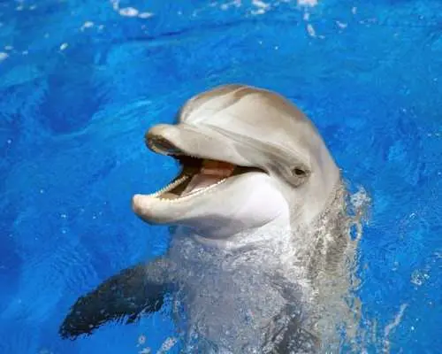 Marineland Catalunya with Transport