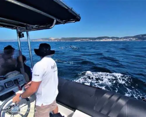 Boat tour with dolphin watching in Sesimbra