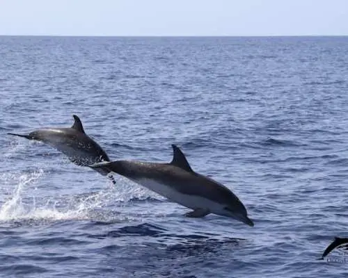 Flipper tour with whale watching & visit of the new lava delta