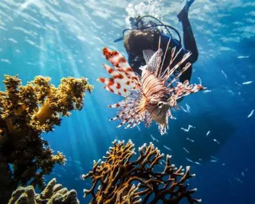 สัมผัสประสบการณ์ดำน้ำลึกพร้อมบริการรับส่งกับ Binibeca Diving