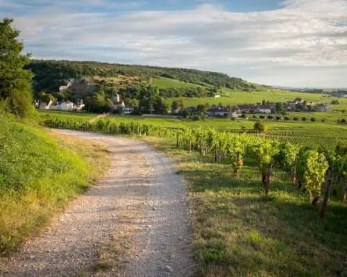 Côte de Nuits half-day wine tour with tastings from Dijon