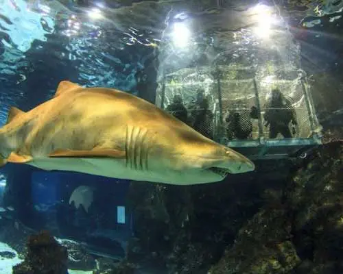 巴塞隆納水族館門票