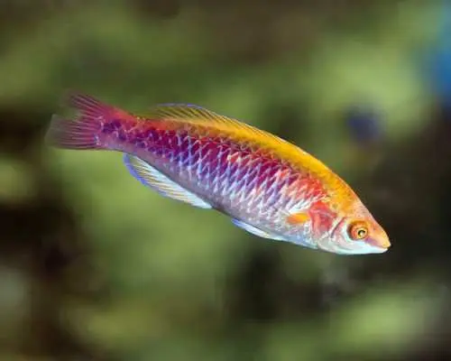 巴塞隆納水族館門票