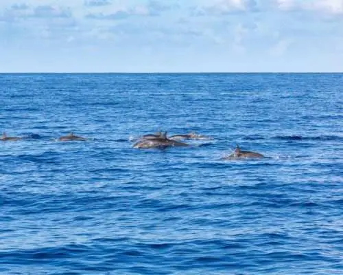 Fuerteventura dolphin-spotting cruise from Corralejo