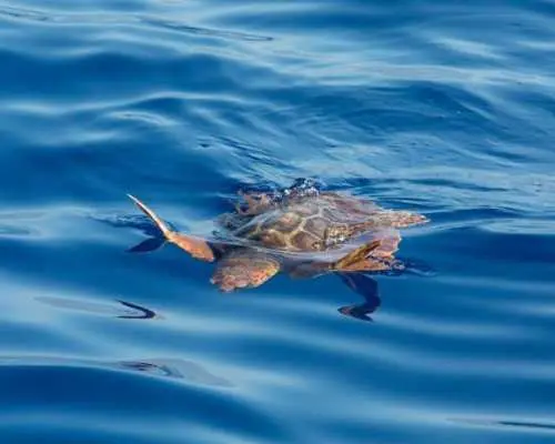 Fuerteventura dolphin-spotting cruise from Corralejo
