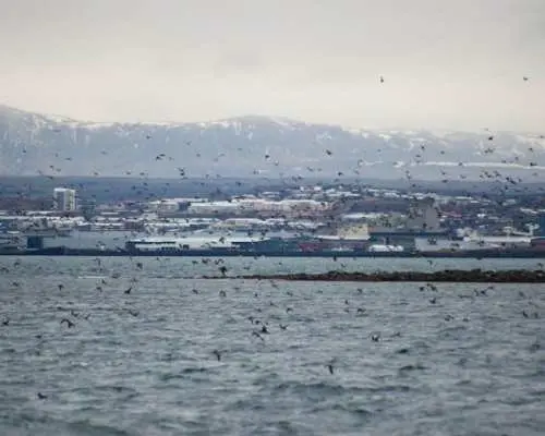 Classic puffin watching tour in Reykjavik