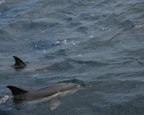 Dolphin watching in Tarifa from the coast of Cádiz with pickup
