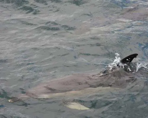 Dolphin watching in Tarifa from the coast of Cádiz with pickup
