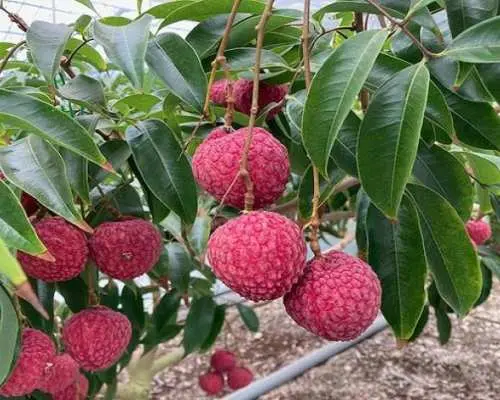 Saga Yobuko Morning Market, Squid Meal & Lychee Picking Bus Tour from Hakata