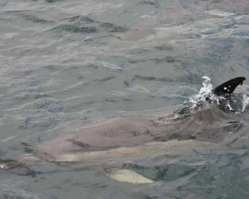 Dolphin watching in Gibraltar from the Coast of Cadiz