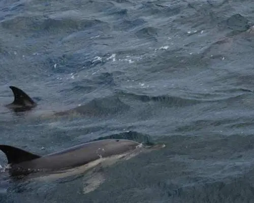 Dolphin watching in Gibraltar from the Coast of Cadiz