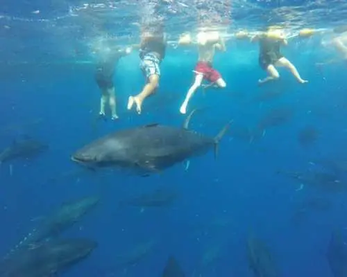 2-hour catamaran cruise to swim with tuna in L'Ametlla de Mar