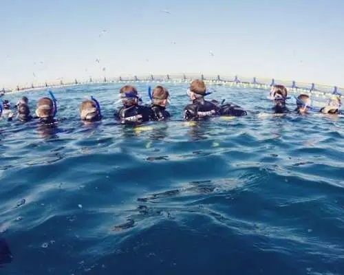 2-hour catamaran cruise to swim with tuna in L'Ametlla de Mar