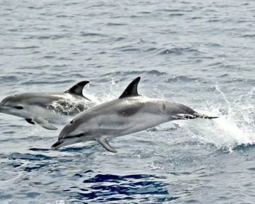 Jandia dolphin-watching cruise