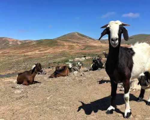 Fuerteventura south tour