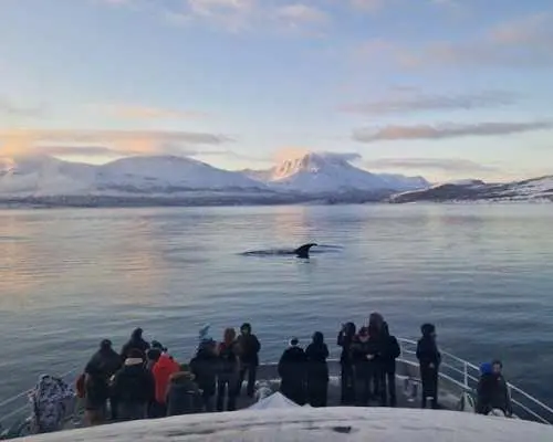 Tromsø whale safari tour with expert guides