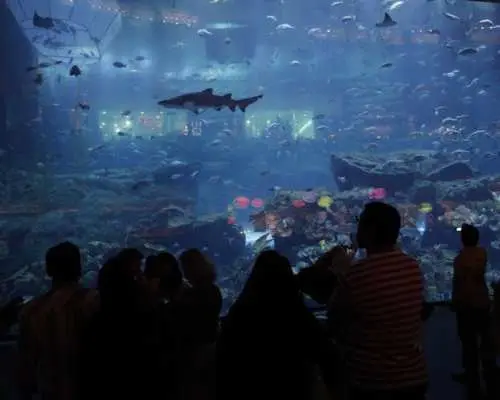 杜拜水族馆和水下动物园金卡