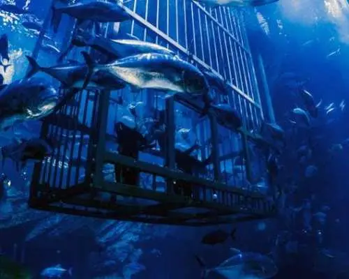 杜拜水族馆和水下动物园金卡