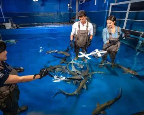 杜拜水族馆和水下动物园金卡