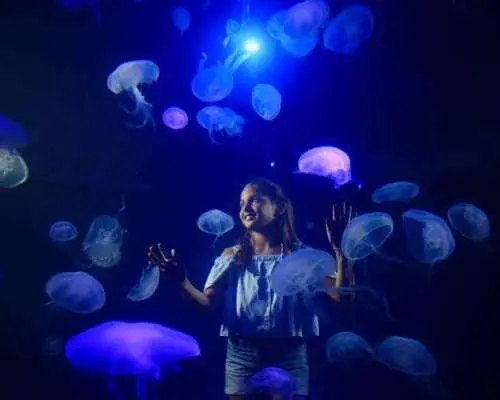 Palma Aquarium ticket