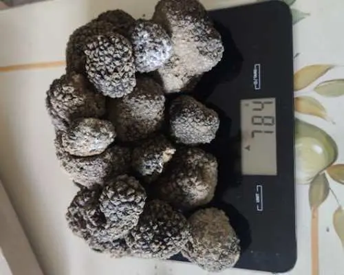 在加維體驗松露狩獵和品嚐之旅