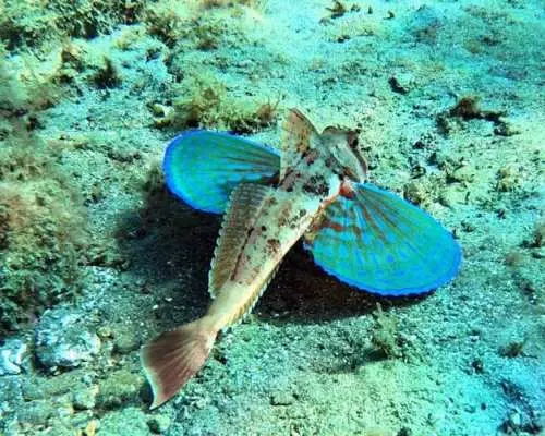アバデス湾での個人向けダイビング体験