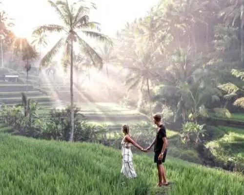 Monkey Forest, waterfall, rice terrace jungle swing private tour