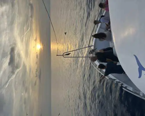Pula dolphin-watching boat tour with dinner on board