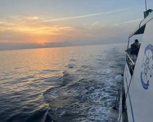 Pula dolphin-watching boat tour with dinner on board