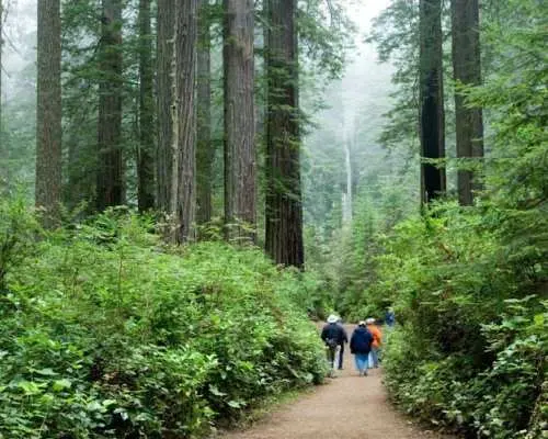 Audio-guided driving tour to Redwood National & State Parks