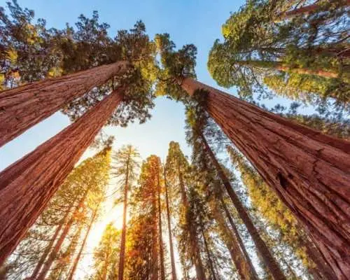 Sequoia and Kings Canyon National Park self-guided driving audio tour