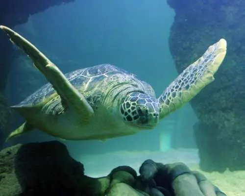 堪薩斯城海洋生物水族館門票