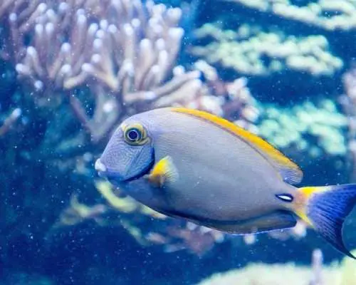 堪薩斯城海洋生物水族館門票