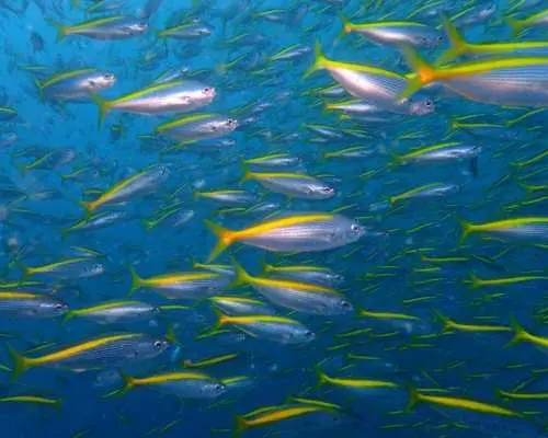 【静岡・熱海】プチリゾート初島の海でファンダイビング！