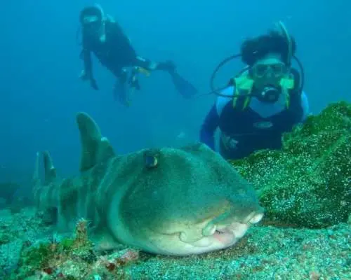 【静岡・熱海】プチリゾート初島の海でファンダイビング！