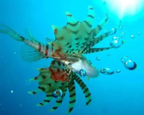 【静岡・熱海】プチリゾート初島の海でファンダイビング！