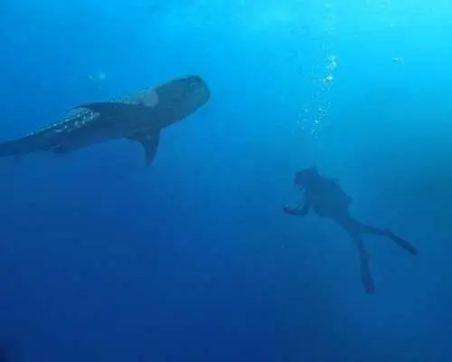 【沖縄・読谷】世界最大の魚「ジンベエザメ」と一緒に泳ぐ迫力満点のファンダイビング｜初心者・ブランクダイバー大歓迎！｜少人数制で安心｜