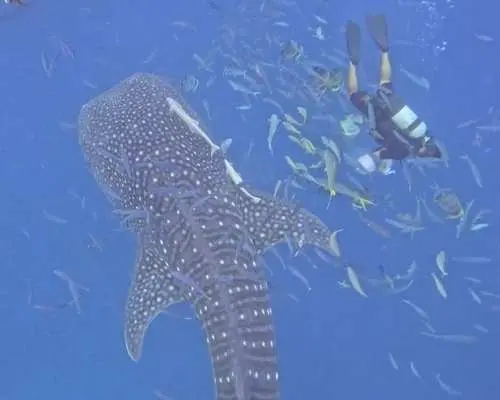 [Okinawa, Yomitan Village] ★Our No. 1 Popular Item★ An absolute must-see experience in Okinawa! A breathtaking moment swimming with giant whale sharks | Beginners and children welcome | Free feeding experience |