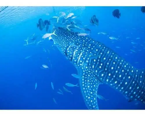 [Okinawa, Yomitan Village] ★Our No. 1 Popular Item★ An absolute must-see experience in Okinawa! A breathtaking moment swimming with giant whale sharks | Beginners and children welcome | Free feeding experience |
