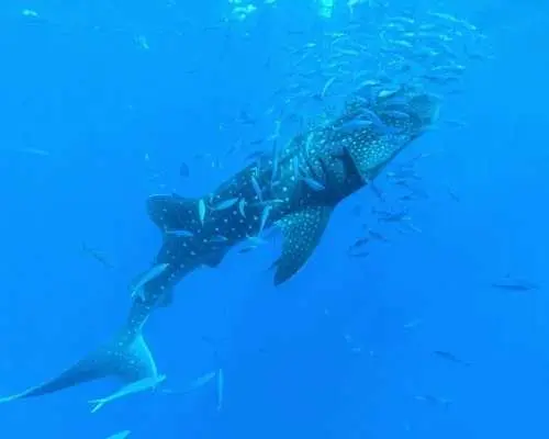 [Okinawa, Yomitan Village] ★Our No. 1 Popular Item★ An absolute must-see experience in Okinawa! A breathtaking moment swimming with giant whale sharks | Beginners and children welcome | Free feeding experience |