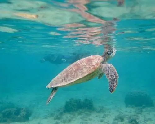 那覇からのアクセスも抜群！本島・南部ウミガメが生息してる【ジョン万ビーチ】で1組様限定のシュノーケリング冒険ツアー♪