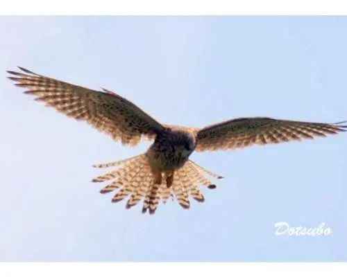 【慶良間諸島・座間味島】バードウォッチング。一年中いる野鳥やある季節にしか見られない野鳥などを一緒に探しましょう。珍しい鳥に会えるかも？